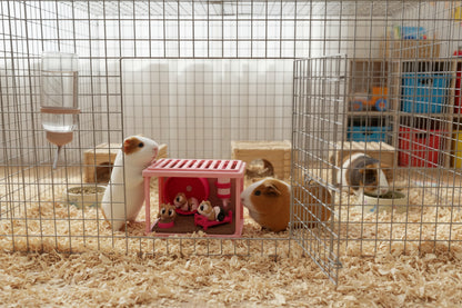 Hamster Playset